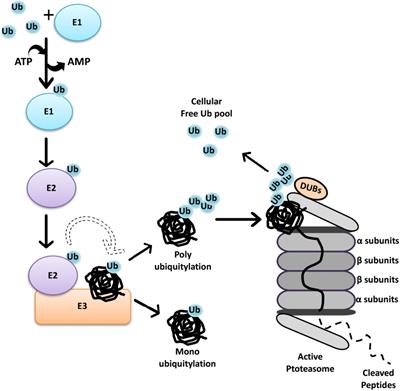 Crosstalk Between Mammalian Autophagy and the Ubiquitin-Proteasome System